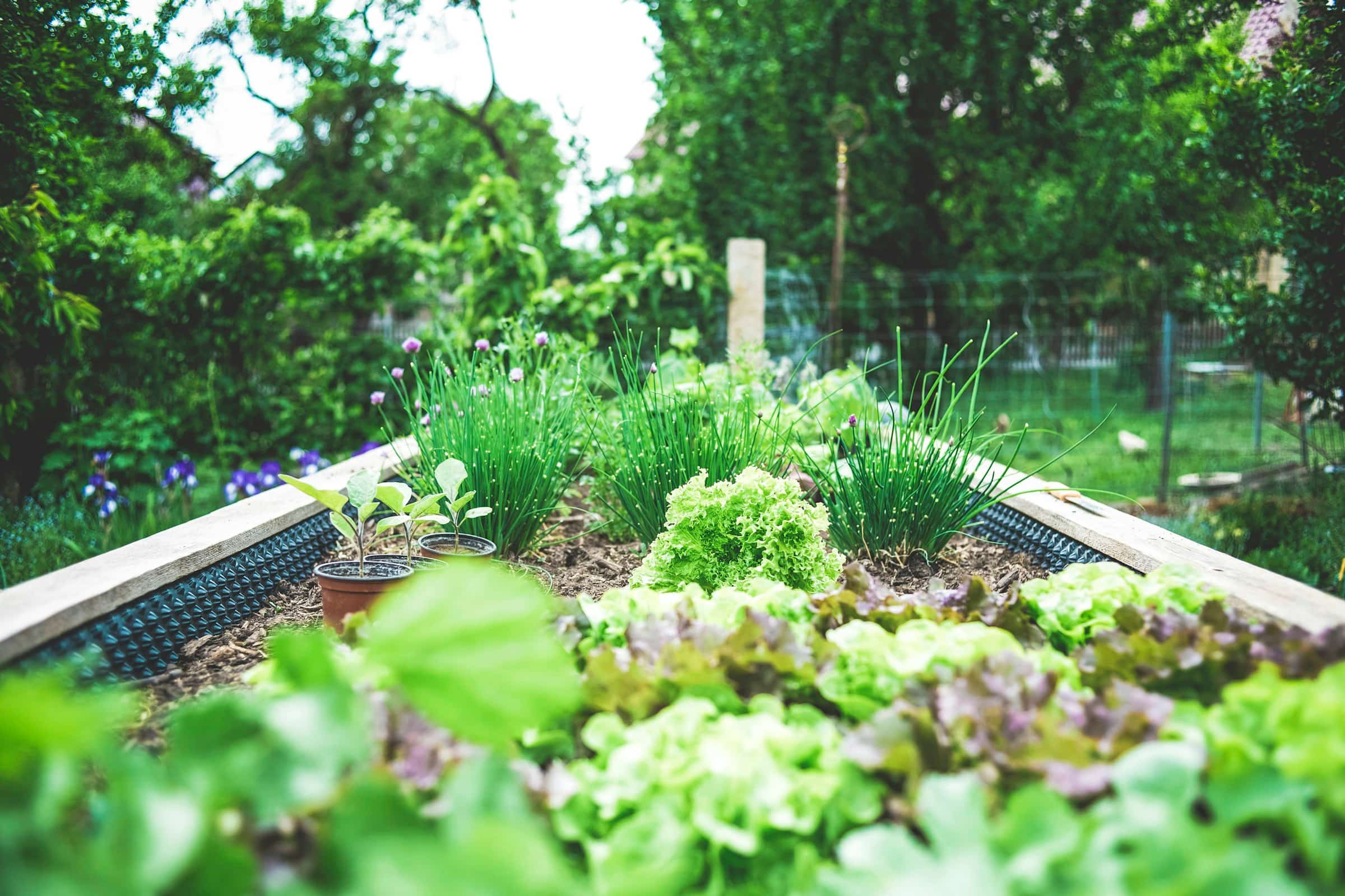 Lettuce, chives and young seedlings growing in a wooden raised garden bed in a leafy backyard